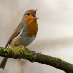bird singing on tree