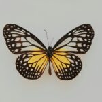 black and yellow butterfly