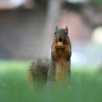 brown squirrel on green grass during daytime