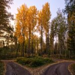 a dirt road surrounded by trees